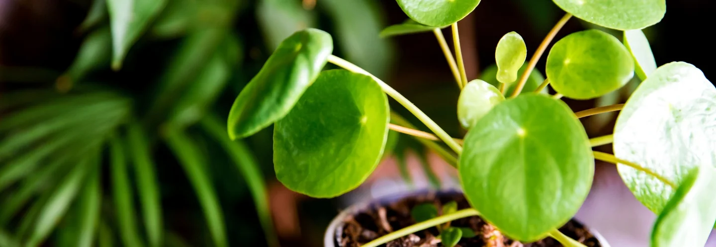 Grünpflanze mit runden Blättern